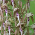 Bocks-Riemenzunge (Himantoglossum hircinum)